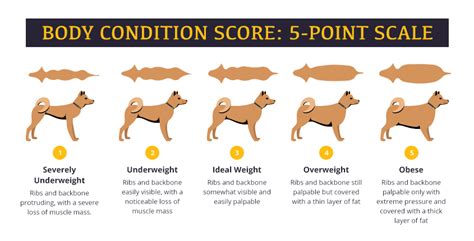 How To Check Your Dogs Body Condition Score Atelier Yuwaciaojp