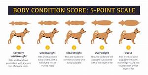 Dog Body Condition Score Chart Printable