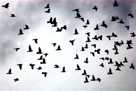 Flock Of Birds A Flock Of Birds No Doubtfuly On A Mission Flickr