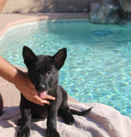We have top quality german shepherd puppies out of titled importet. Oma Solid Black German Shepherd Female Puppy for sale