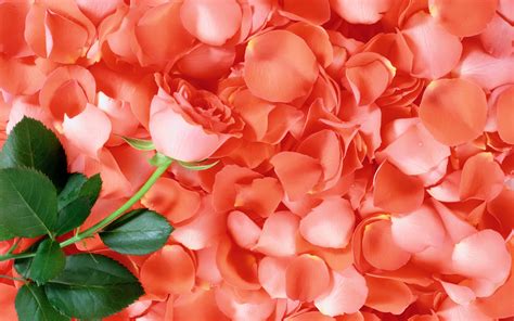 Pink Rose And Rose Petals Hd Wallpaper Background Image 1920x1200