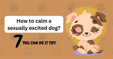 How To Calm A Sexually Excited Dog 7 You Can Do It Tips Waggle