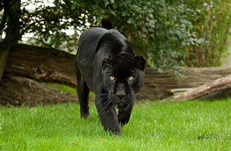 Cat Jaguar Muzzle Panther Wild Hd Wallpaper Wallpaperbetter