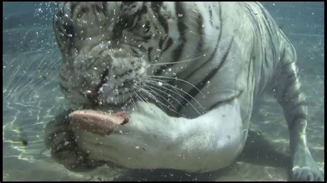 Bengal White Tiger Swimming Underwater Hd Youtube