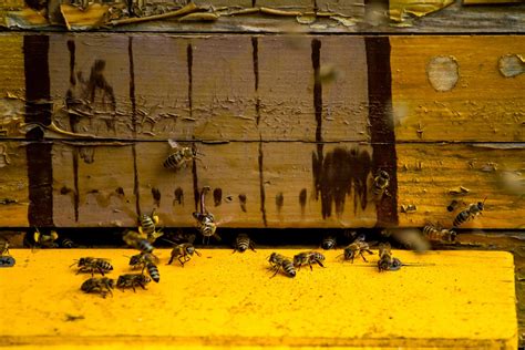 Combining Beehives How To Combine Honeybee Colonies