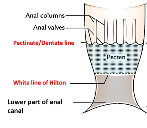 Anal Canal Anatomy Qa