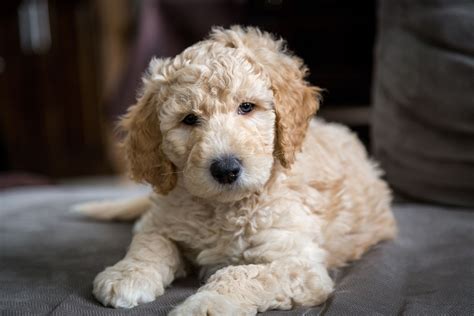 The Cutest Labradoodle Puppy Youve Ever Seen Loki Labradoodle Puppy