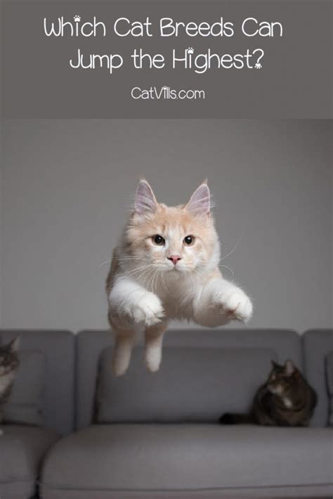 How High Can Cats Really Jump Exploring Feline Agility Cat Breeds