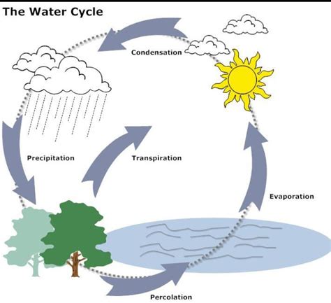 Draw A Well Labelled Diagram Of Water Cycle And Explain It Brainly In