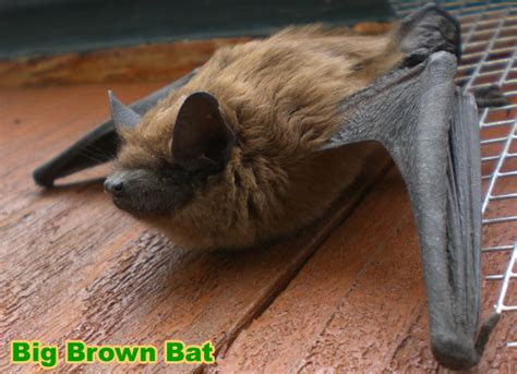 Are Bats Blind At Night Blinds