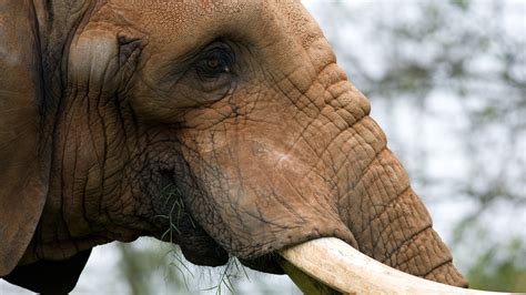 Wallpaper Elephants Animals 2560x1440