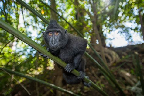 Black Crested Macaque Sean Crane Photography
