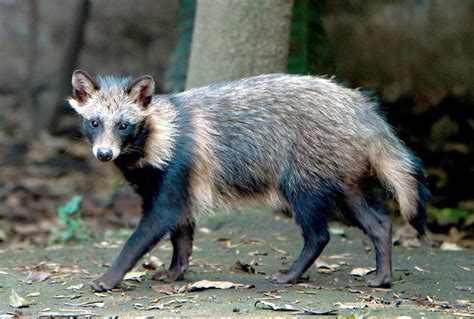 Asian Raccoon Dogs Once Nearly Invaded Environmental News Lewiston