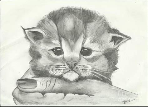 Kitten Sketch At Explore Collection