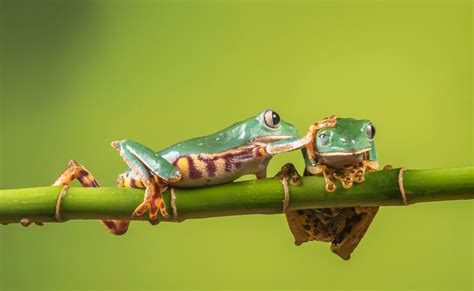 Animal Tree Frog 4k Ultra Hd Wallpaper
