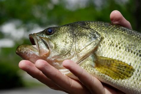 The 10 Biggest Largemouth Bass Ever Caught World Record Plus State Records Irvine Lake