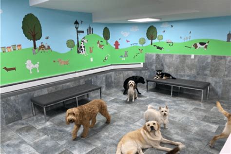 Dog Daycare In Chelsea And West Village Nyc City Tails Nyc