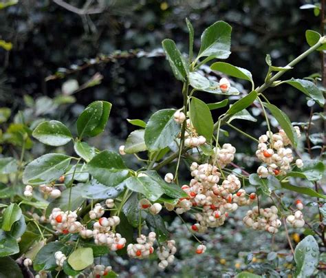 Snowberry Bush Facts Uses Medicinal Benefits Cultivation And More