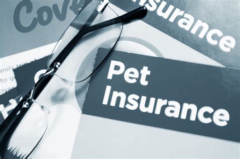Pet Insurance Calista Animal Hospital