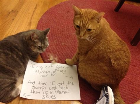 20 Of The Most Hilarious Cat Shaming Signs Page 2 Of 5