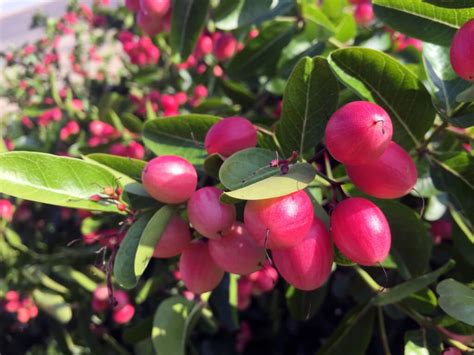 Fruit Trees Home Gardening Apple Cherry Pear Plum Miracle Fruit