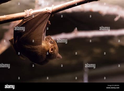 Egyptian Fruit Bat Rousettus Aegyptiacus This Bat Is Climbing Along A