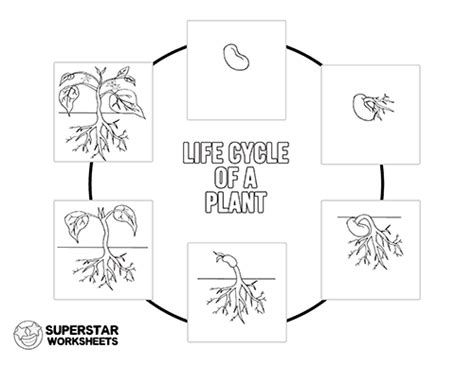 Free Coloring Pages Plant Life Cycle
