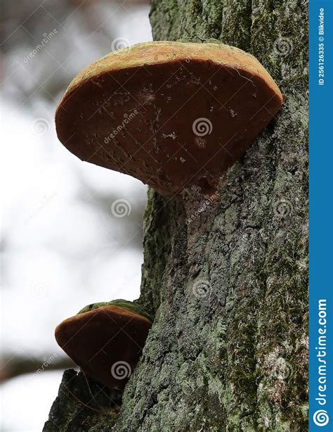 Mushrooms Growths On Trees Stock Image Image Of Autumn 256126335
