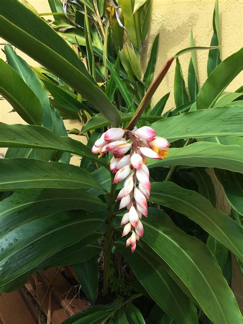 We did not find results for: Un-variegated Shell Ginger Flower | Backyard plants ...