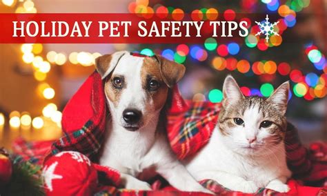 Keep Your Pets Safe During The Holiday Season