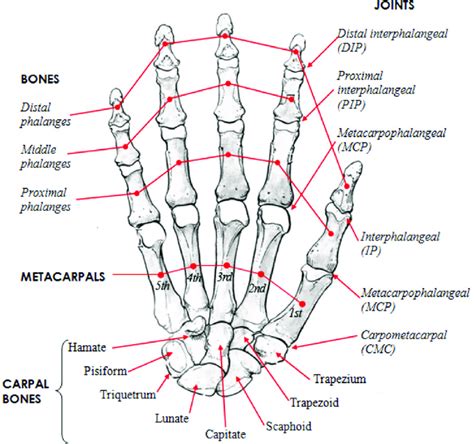 Human Hand Skeletal Structure Depicting Finger Bones Joints Download Scientific Diagram