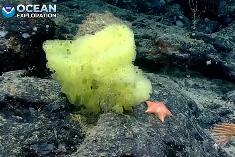 Ocean Explorers Find Real Life Spongebob Squarepants And Patrick Star