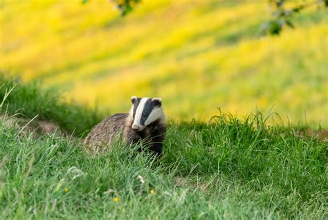Is It Time To Kill The Badger Cull Discover Wildlife