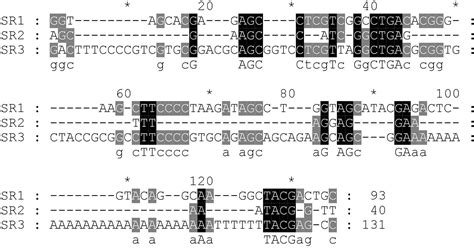 In Nucleotides The Letters A G C And T Represent Shakal Blog