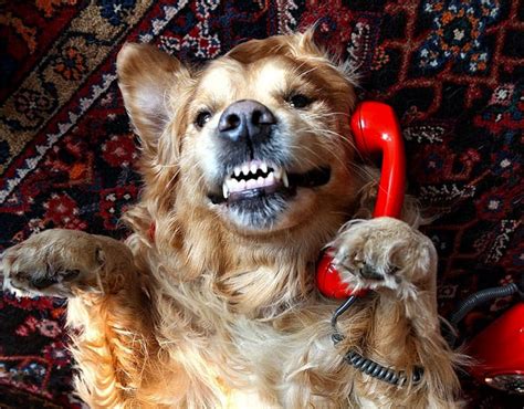 10 Hilarious Emergencies Dogs Would Have If They Could Dial 911