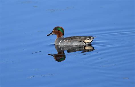 Green Winged Teal Photograph By David Campione Fine Art America