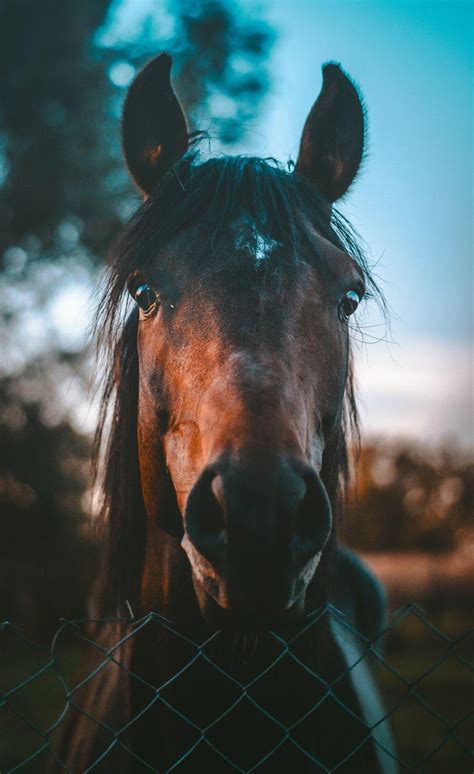 Horse Portrait Wallpapers - Wallpaper Cave