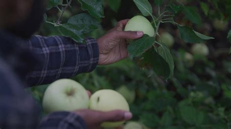 Farmer Picking Apples - FILMPAC