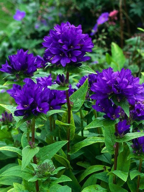 The color purple is a rare color to occur in nature, a combination of calming blue and fiery red. Pin on Flowers and Gardens - Part 2