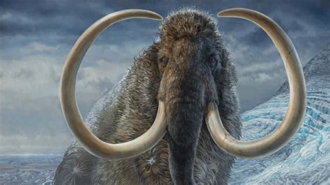 Scientists Retrace Steps Of Ice Age Mammoth Over Its Entire Lifetime Eye On The Arctic
