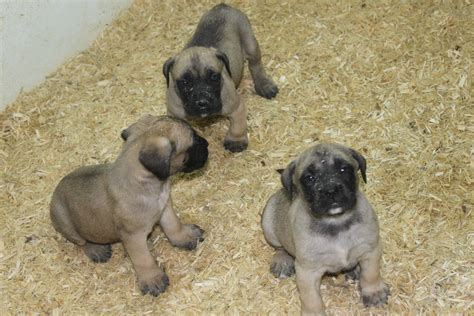 This is very important and useful information for english mastiff puppies lovers. English Mastiff Puppies For Sale In Pa - Animal Friends