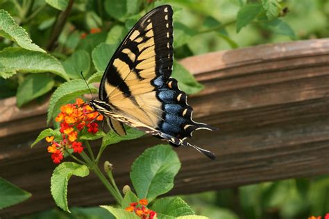 Snapper Ii Butterflys In June