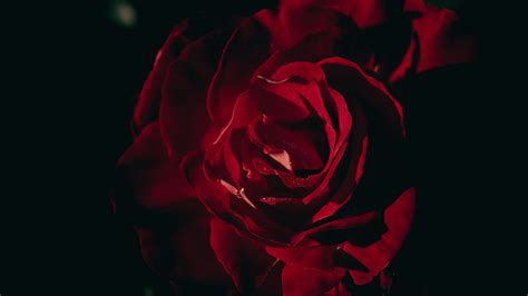 Closeup View Dark Red Rose Petals Flower Black Background 4k Hd Flowers