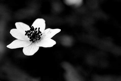 Black Flower By Picture Bandit On Deviantart