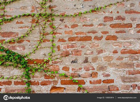 Ivy Growing On A Brick Wall Stock Photo By ©cla1978 135553814