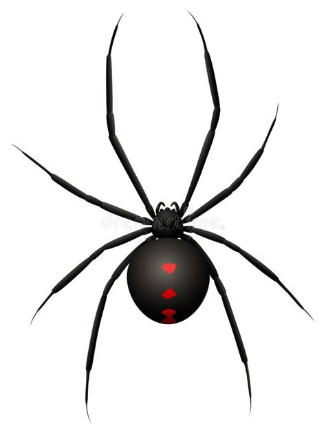 Black Widow Spider Top View Stock Vector Illustration Of Animal