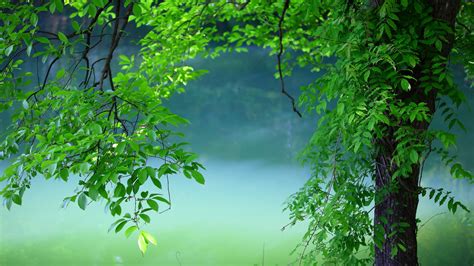 Tree Leaves Summer Hd Nature 4k Wallpapers Images
