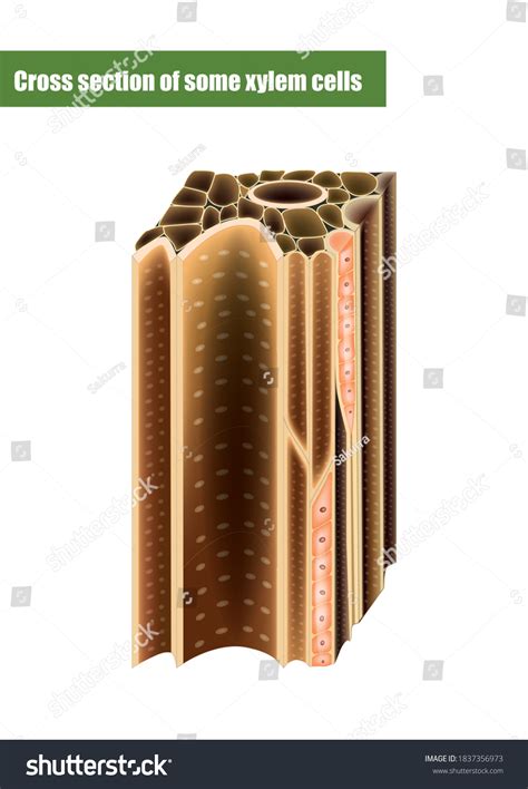 Cross Section Some Xylem Cells Xylem Stock Vector Royalty Free