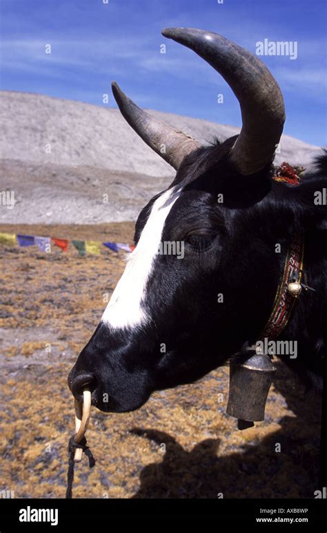 Yak The Tibetan Cattle Stock Photo Alamy