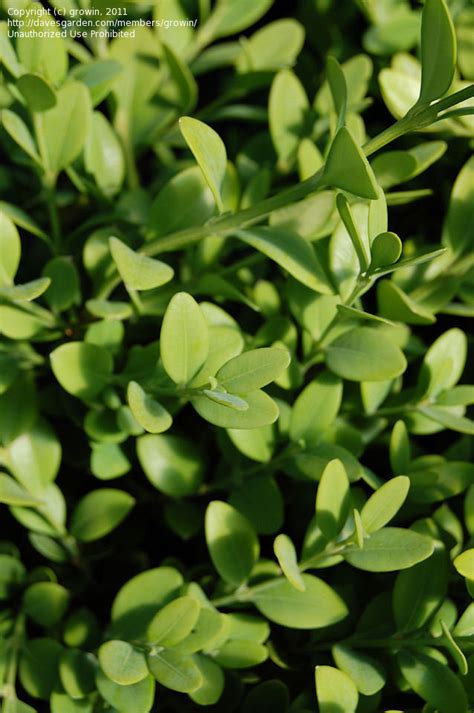 Plantfiles Pictures Littleleaf Boxwood Green Beauty Buxus